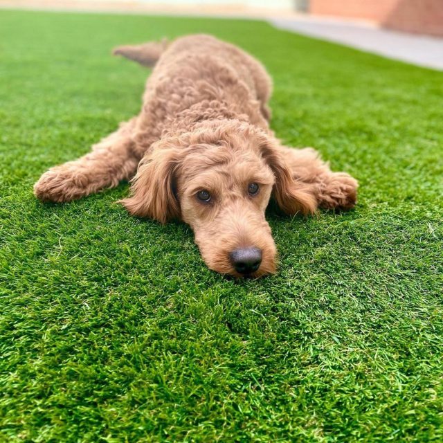 Artificial Grass in Belfast, Armagh & Strabane | Easigrass Northern Ireland Artificial Grass in Belfast, Armagh & Strabane | Easigrass Northern Ireland