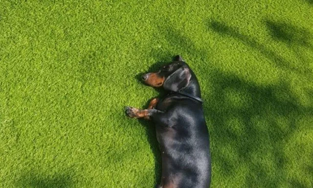 Artificial turf for dogs and pets