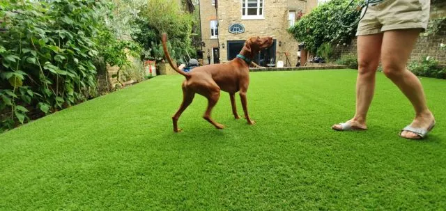 Pet-friendly fake grass for dogs
